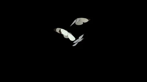 Realistic White Butterflies Stock Footage 100537972