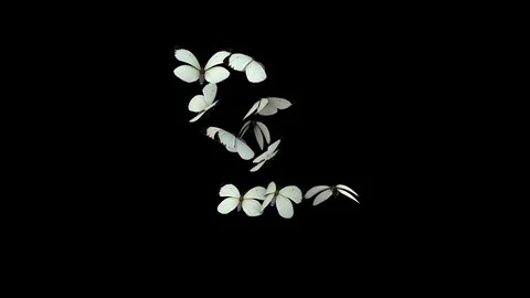 Realistic White Butterflies Stock Footage 100542569