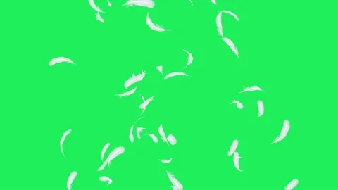 Realistic white feather floating. Stock Footage 142774414