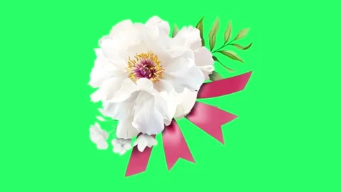 Realistic white rose isolate on green background  Video stock 252994602