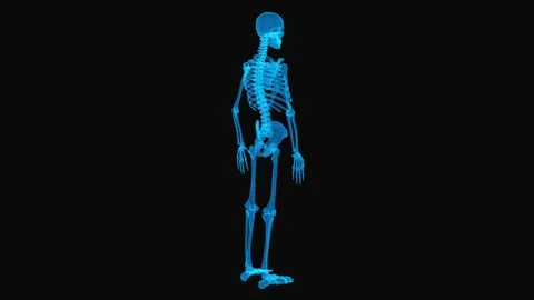 Realistic wireframe skeleton. Body x-ray concept. Loop rotation on black backgro Stock Footage 140564569