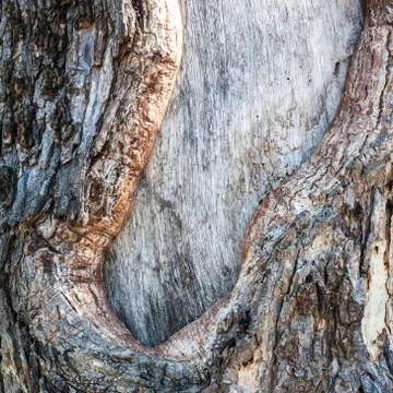 Realistic wood tree texture Stock Photos