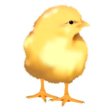 Realistic yellow chick Stock Illustration
