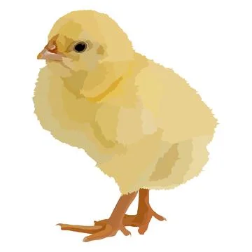 Realistic yellow isolated chick, Easter traditional elements, funny chick イラスト素材