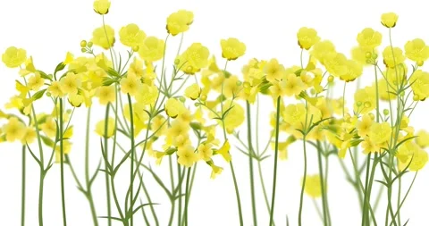 Realistic yellow ranunculus and primula flowers Stock Footage 174145356