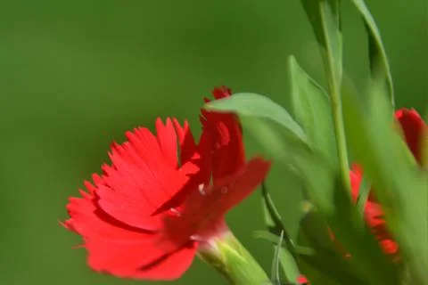 Realistic005 - Close up Red flower with green leaves Stock Photos