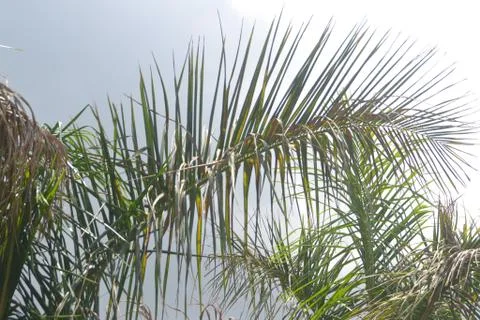 Realistic057 - Top of Palm tree Stock Photos