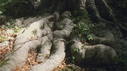 Really big tree roots from a nice tree in the mediterranean forest Stock Footage 118703734