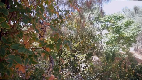 Really Bright Forest Pan Stock Footage 283110427