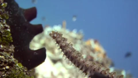 Really cool macro of fireworm Stock Footage 319400116