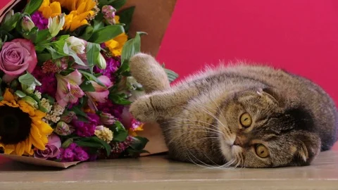 Really cute cat rolling and playing with flowers Video stock 124663715