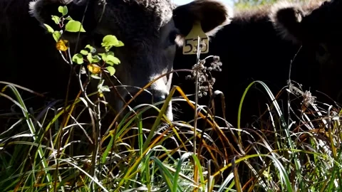 Really Cute Steers in Forage 스톡 동영상 153240383