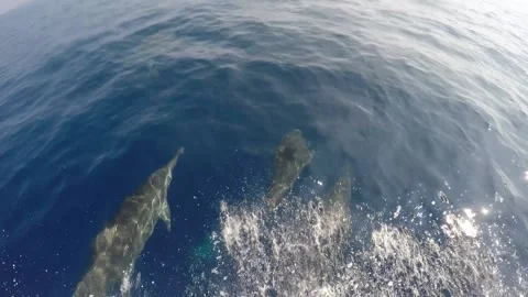 REALLY Friendly Baby DOLPHIN FALLOW THE MY SHIP Stock Footage 199760499