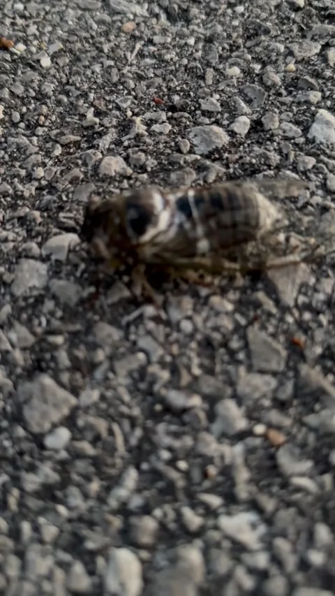 This is a really LOUD Cicada in Red Bay Alabama USA Stock Footage 316191867