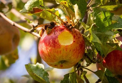 Really tasty apple Stock Photos