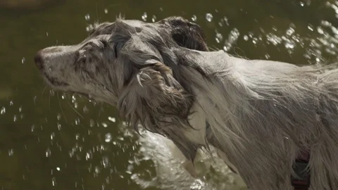 Really Wet Dog Closeup Video stock 90915497