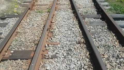 Reals in the middle of the forest Stock Footage 154035273