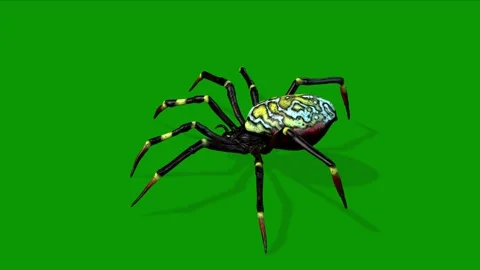 Realsitic Spider Attacking Scene 3D Rendering Animation On Green Screen Stock Footage 317448586