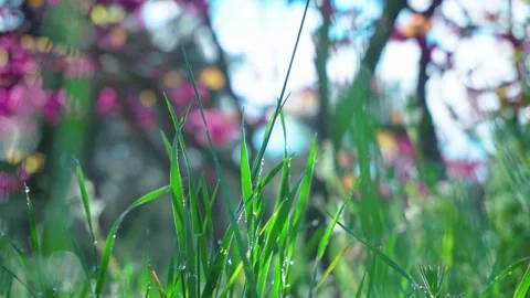 REALTIME 4K HDR DEWDROPS IN GRASS GREEN GREECE THESSALONIKI SEIH SOU FOREST Video stock 248069098