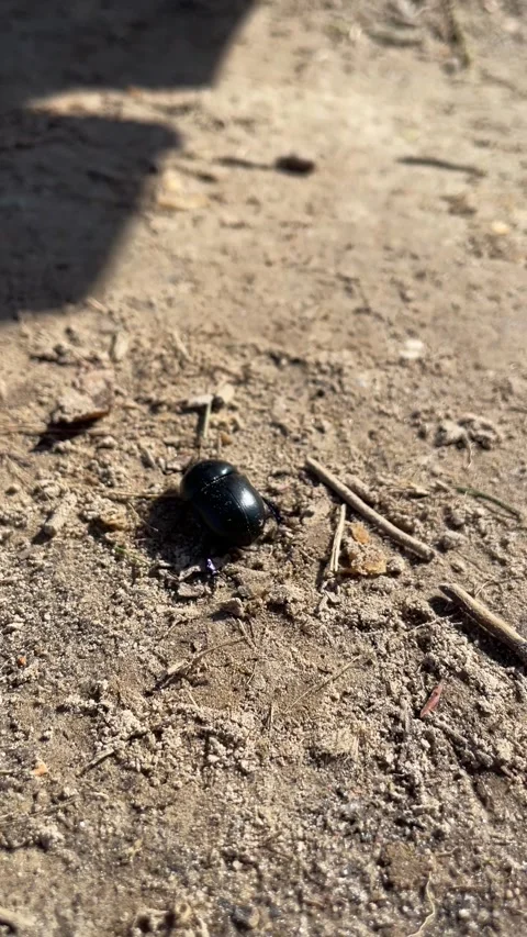 Realtime, 60fps, 4K, a black beetle crawling everywhere on the sand Video stock 253425293