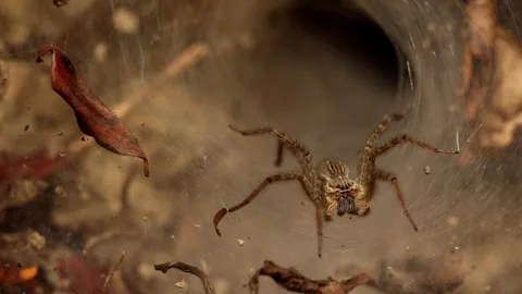 Realtime Hippasa Wolf Spider On Grass Tunnel Web Video stock 336174164