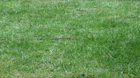 Realtime pea-sized hailstones bouncing on grass HD Stock Footage 47624345