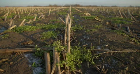 Reaped cornfield close up Vídeos de archivo 236629322