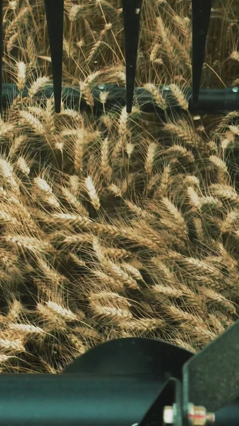 Reaper cuts ears of wheat. Close-up shot. Harvester mechanism in operation. Stock Footage 272297958