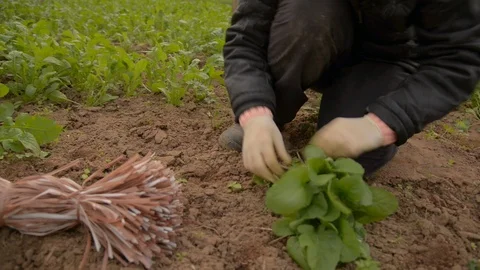Reaping arugula Stock Footage 96340011