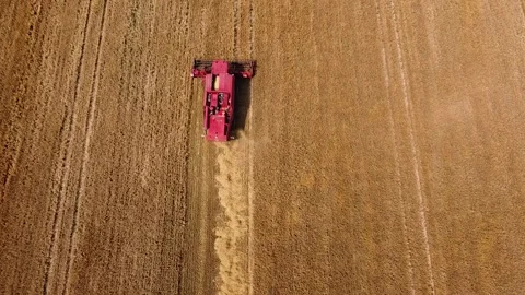 The reaping machine reaps wheat. The reaping machine is working in the field. Th Stock Footage 202540984