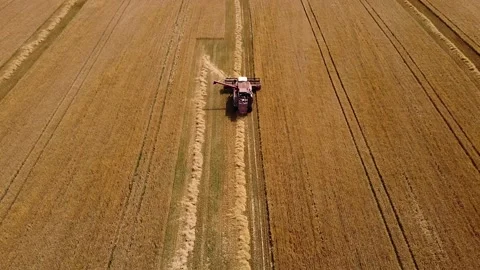 The reaping machine reaps wheat. The reaping machine is working in the field. Th Stock Footage 202541457
