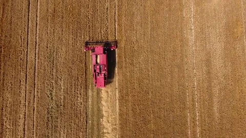 The reaping machine reaps wheat. The reaping machine is working in the field. Th Stock Footage 202541590