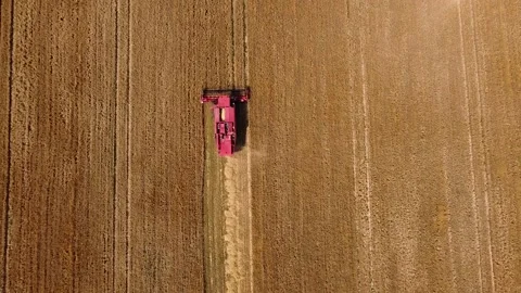 The reaping machine reaps wheat. The reaping machine is working in the field. Th Stock Footage 202541978