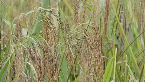 Reaping rice Stock Footage 130859055