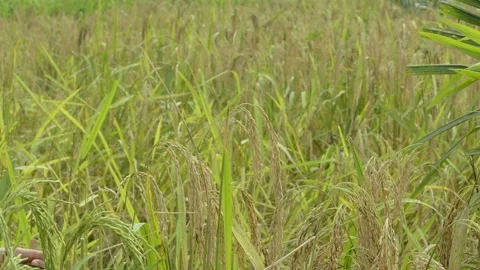 Reaping rice Stock Footage 130859236