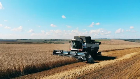 Reaping of wheat is held by the farming machine Video stock 118673804
