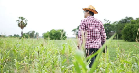 Rear back view of asian farmer walking in the field holding laptop.  Stockbeeldmateriaal 200927451