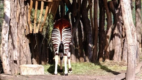 The rear end of an Okapi in a zoo Stock Footage 337104343