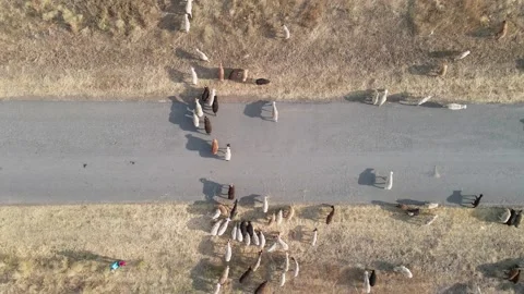 Rear facing shooting from drone flying high over large herd of goats and ram Video stock 139865489
