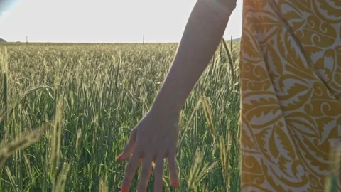Rear follow shot of a hand trailing through blades of grass in the late aft.. Stock Footage 255659909