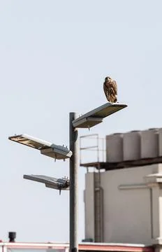 Rear Great Chested Buzzard Eagle looking at camera from a public lamppost Stock Photos