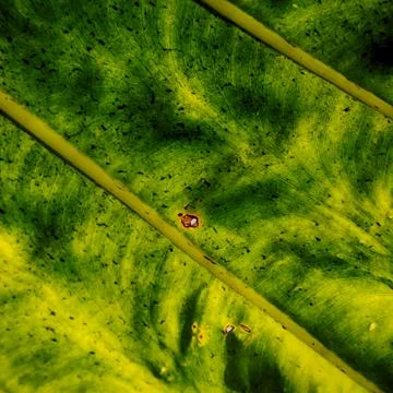 Rear of a leaf and the light Stock Photos