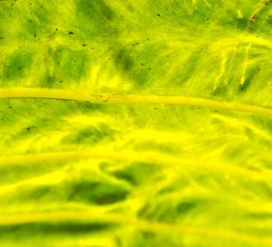 Rear of a leaf and the light Stock Photos