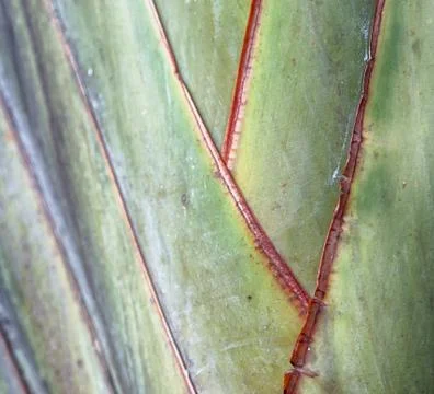 Rear of a leaf and the light Stock Photos