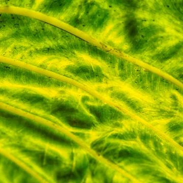 Rear of a leaf and the light Stock-Fotos