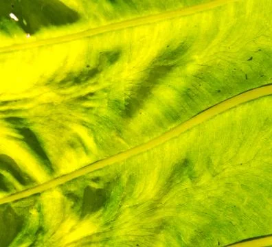 Rear of a leaf and the light Stock-Fotos