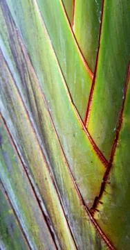 Rear of a leaf and the light Stock Photos