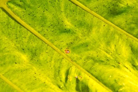 Rear of a leaf and the light Stock Photos