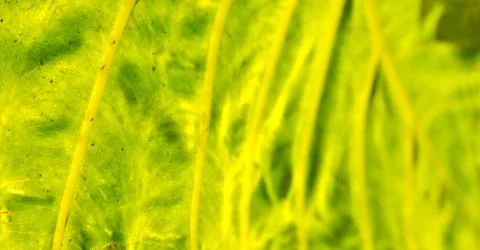 Rear of a leaf and the light Foto stock