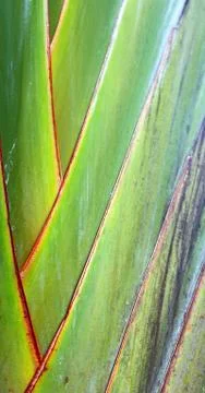 Rear of a leaf and the light Stock Photos